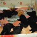 Všechna štěňátka jsou již u nových majitelů