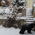 Sníh, sníh, snížek (zima 2010)