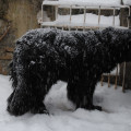 Sníh, sníh, snížek (zima 2010)