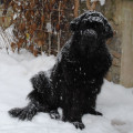 Sníh, sníh, snížek (zima 2010)
