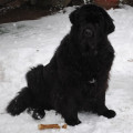 Sníh, sníh, snížek (zima 2010)