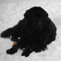 Sníh, sníh, snížek (zima 2010)