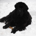 Sníh, sníh, snížek (zima 2010)