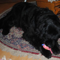 Sníh, sníh, snížek (zima 2010)