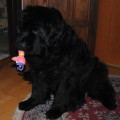 Sníh, sníh, snížek (zima 2010)