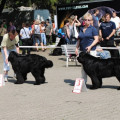 Mezinárodní výstava psů Litoměřice 22.5.2011 