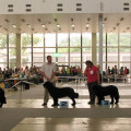 Mezinárodní výstava psů Brno 26. 6.2011 